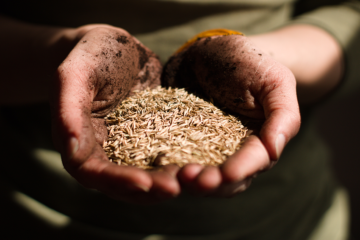 Lawn Seeding
