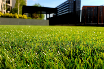 Lawn Treatment